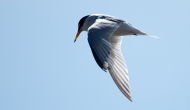 A Big Year for Little Terns